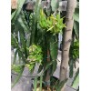 Cactus 30 Organic Dragon Fruit cuttings 8-14 inches long check