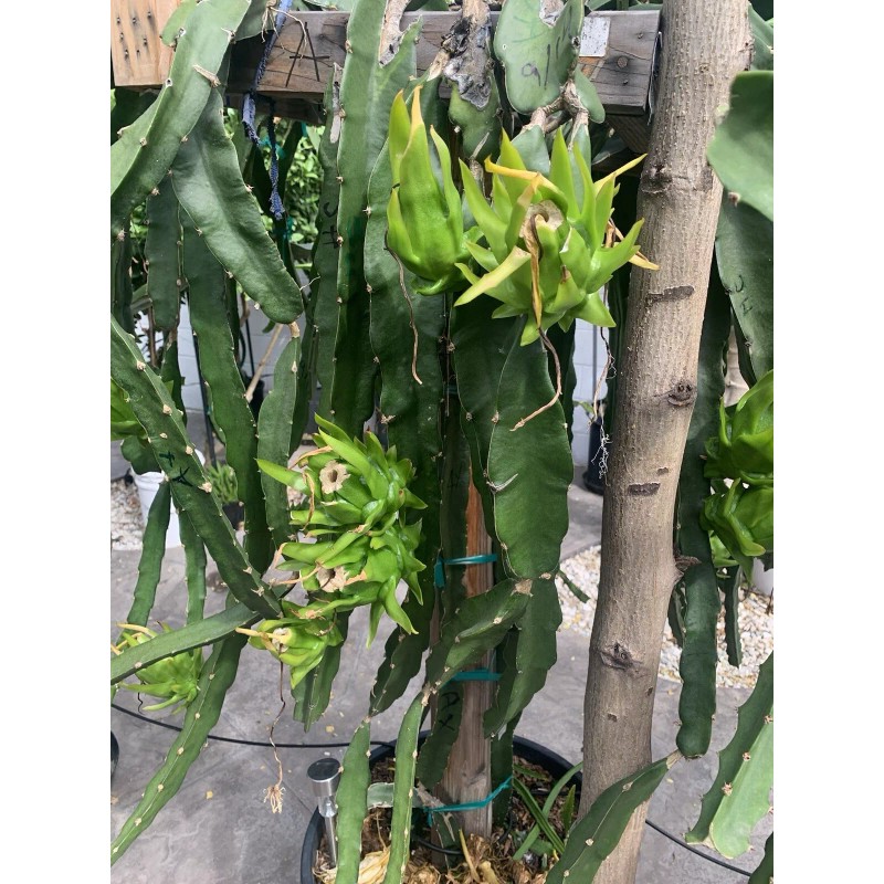 Cactus 30 Organic Dragon Fruit cuttings 8-14 inches long check