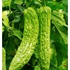 TomorrowSeeds Green Bitter Melon Seeds | Smooth Gourd Karela USA