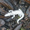 Crocodile Figurine, Crocodile Collectible Miniature, Handmade, in Fine Pewter, by