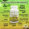 Pure Guduchi Capsules (Tinospora Cordifolia) - Natural Immune Support Supplement