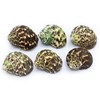FSG - Select 6 Hermit Crab Shells Large Turbo Changing