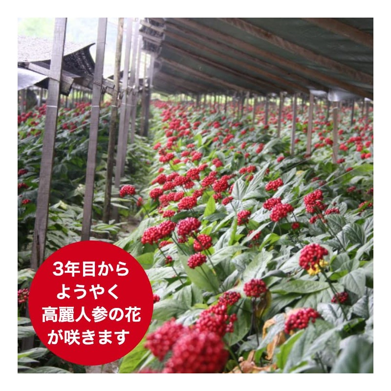 Ginseng Dried Sliced Trial 0.5 oz (15 g), Made in