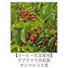 Organic Coffee Club Guatemala San Marcos Organic Coffee 7.1 oz