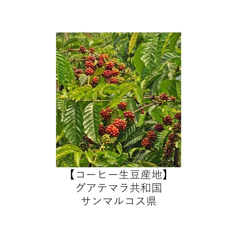 Organic Coffee Club Guatemala San Marcos Organic Coffee 7.1 oz