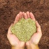 Semilla De Pasto 1kg =30m2 Sol Y Sombra Para Alto