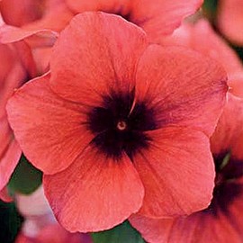 Park Seed Tattoo Papaya Vinca Seeds - Pack of 100 Seeds, Vibrant Papaya-Orange Blooms, Heat Tolerant, Perfect for Containers, Hanging Baskets, and Garden Borders