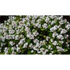 Indian Hawthorn - 30 Live Plants - Rhaphiolepis Indica Alba