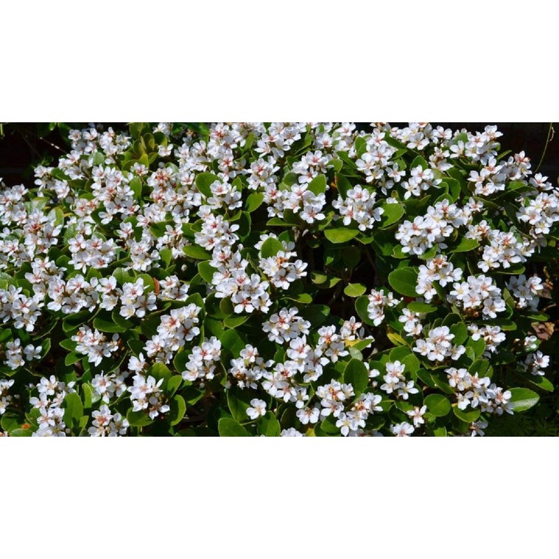 Indian Hawthorn - 30 Live Plants - Rhaphiolepis Indica Alba