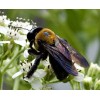 4 Real Carpenter bee DRYED SPECIMEN INSECT TAXIDERMY WE GOT