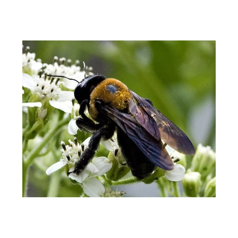 4 Real Carpenter bee DRYED SPECIMEN INSECT TAXIDERMY WE GOT