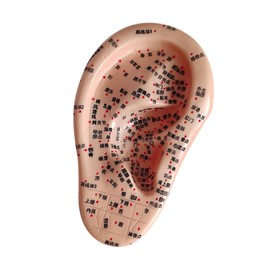 Milageto Human Ear Acupoint Massage Practice Tool Soft PVC Props Ear Teaching Model Auricular Acupoint Model for Training Learning, Right
