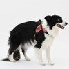 Tre Ponti Primo Primo Dog Harness Large Dog Made in