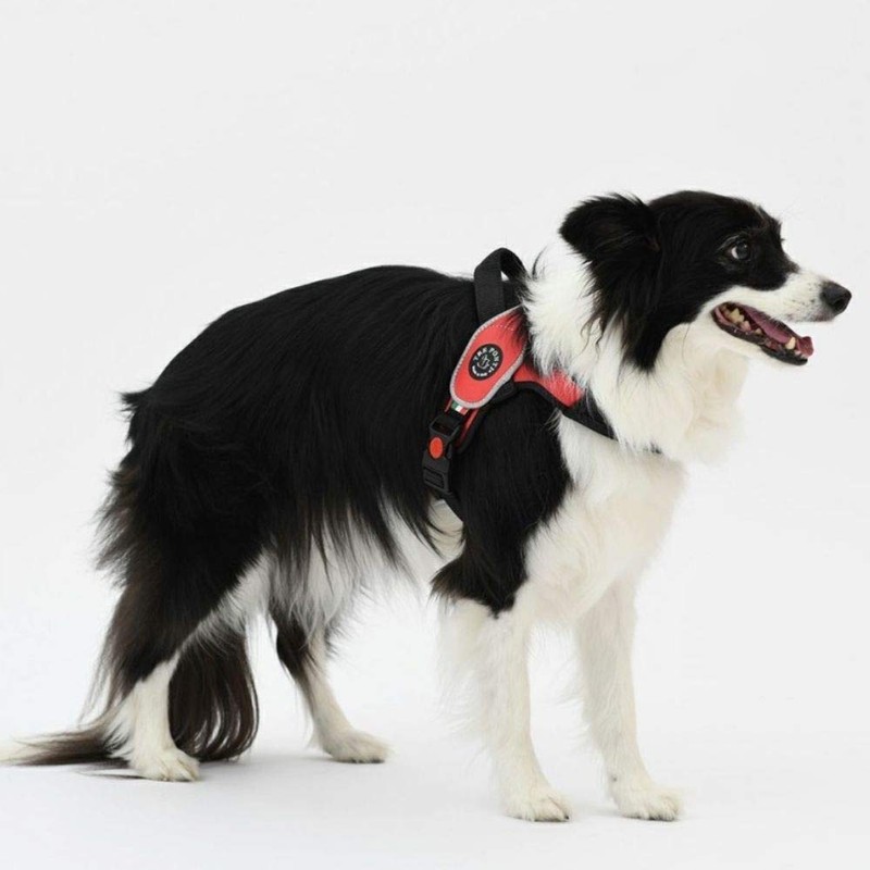 Tre Ponti Primo Primo Dog Harness Large Dog Made in