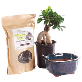 Brussel's Bonsai Live Ginseng Grafted Ficus Bonsai Tree Kit - Small Indoor Bonsai Ficus Tree - Bonsai Kit with Ceramic Bonsai Pot and Bonsai Soil