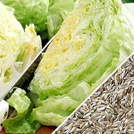 Iceberg Lettuce Seeds, 2500 Heirloom Seeds Per Packet, Non GMO Seeds, Isla's Garden Seeds