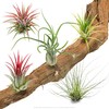 PASIORA - 5 different small tillandsia in a set, air
