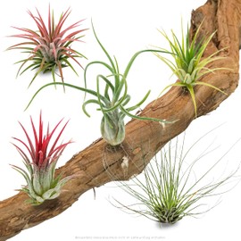PASIORA - 5 different small tillandsia in a set, air plants, air carnation, air plant, colourful mix