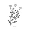 Modern Botanical Prints | Black and White Wildflowers by Ink