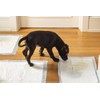 Rabbit Pee Pads, Disposable Super Absorbent Diaper, Pet Toilet/Potty Training