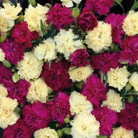 Outsidepride 200 Seeds Perennial Dianthus Bananaberry Magenta & Yellow Carnation Flower Seed Mix for Planting