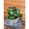 Peperomia Obtusifolia Red Margins, 6" Plant