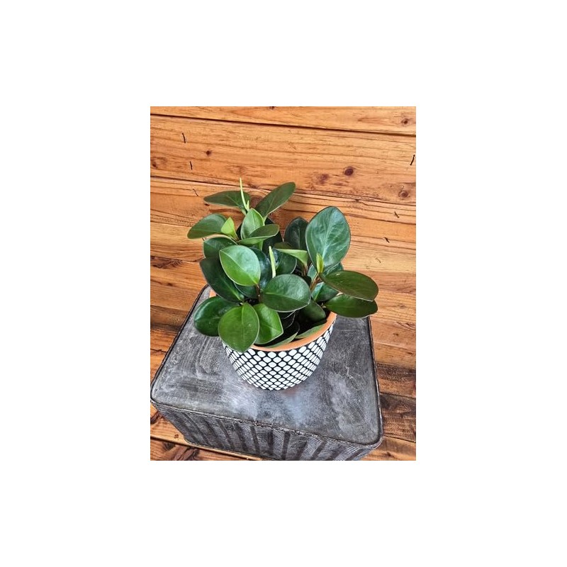 Peperomia Obtusifolia Red Margins, 6" Plant