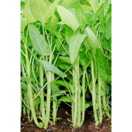 50+White Stem Water Spinach Seeds Ong Choy,Kong Xin Cai,Heavy Producer Fresh USA
