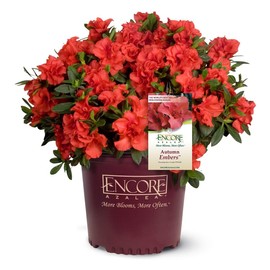 1 Gallon, Azalea Encore Autumn Embers, Bright Red Blooms