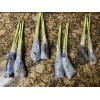 Roots 3 Lemongrass Stalks Fully Rooted Ready To Plant (Organic)