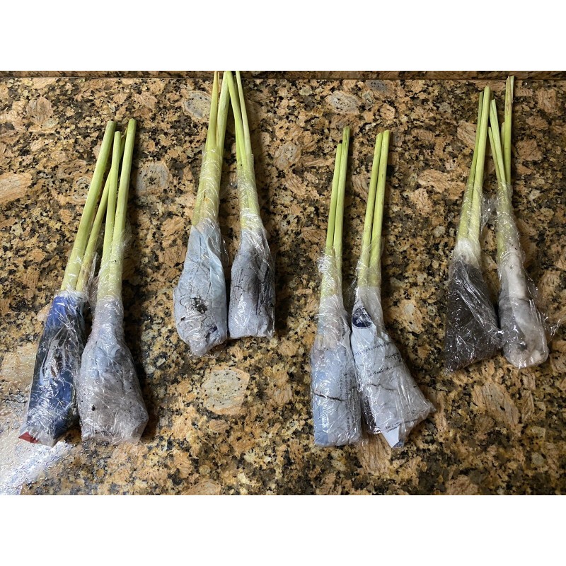Roots 3 Lemongrass Stalks Fully Rooted Ready To Plant (Organic)