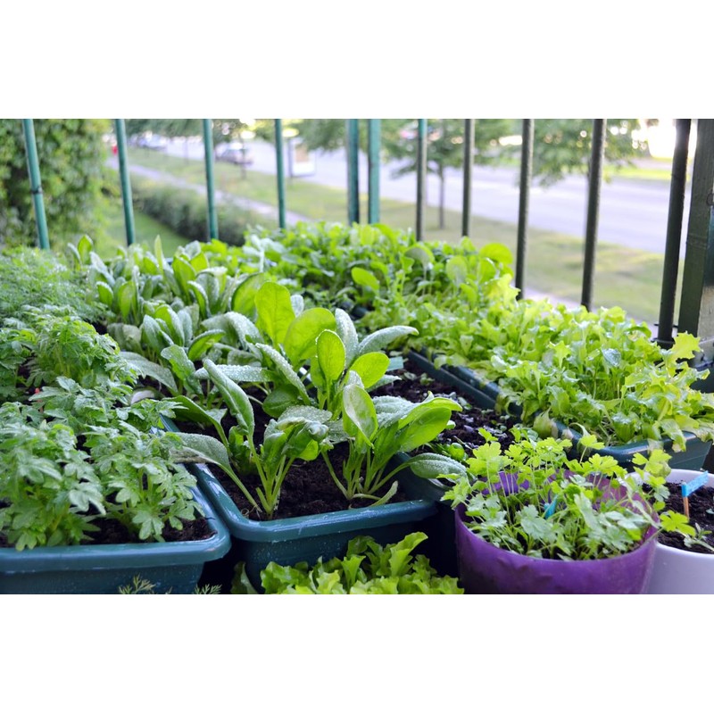 Super Absorbent Polymer Helps Plant Growth and Plant Establishment (5