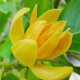 Orange Magnolia Seeds Deciduous Tree Upright Fragrant Cut Flowers Attracts Birds & Butterflies Borders Patio Containers Outdoor 5Pcs Tree Seeds by YEGAOL Garden