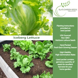 Iceberg Lettuce Seeds (Lactuca Sativa VAR) – 2500+ Heirloom Non-GMO Seeds by Isla’s Garden Seeds, Crisp Round Heads, Cool-Season Crop, Refreshing Flavor, Ideal for Salads & Sandwiches, Easy to Grow