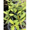 Unbranded Black Java Plum (syzygium cumini) fruit tree 5”- 10”Live