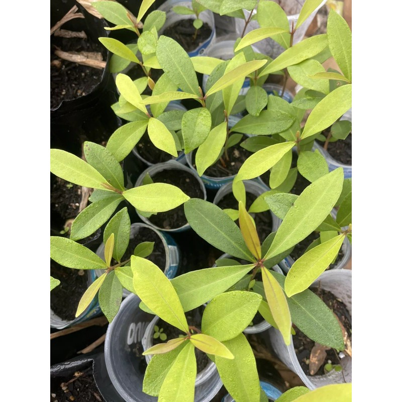 Unbranded Black Java Plum (syzygium cumini) fruit tree 5”- 10”Live