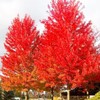 25+ Red Maple Seeds for Planting - Heirloom Maple Tree