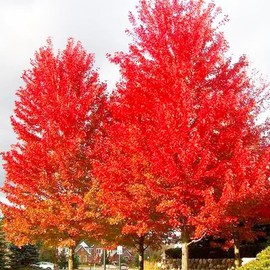 25+ Red Maple Seeds for Planting - Heirloom Maple Tree Seeds, Ideal for Landscaping and Garden