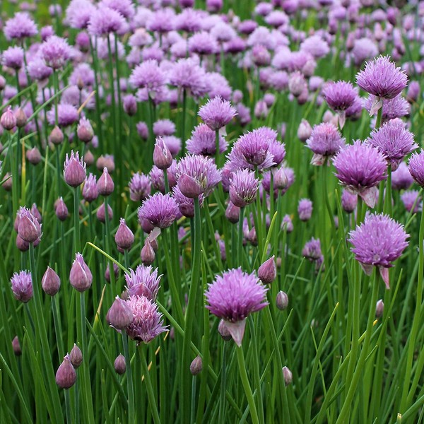 Outsidepride Chives Seed - 1 OZ