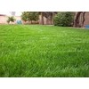 Jumbo Tetraploid Annual Ryegrass (1 Lbs.)