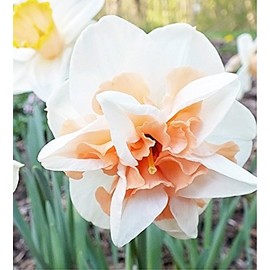 Narcissus - Pink Mixture: Narcissus Various Groups- Daylily Nursery (50)