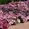 Outsidepride Petunia Multiflora Star - 500 Seeds