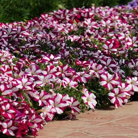 Outsidepride Petunia Multiflora Star - 500 Seeds