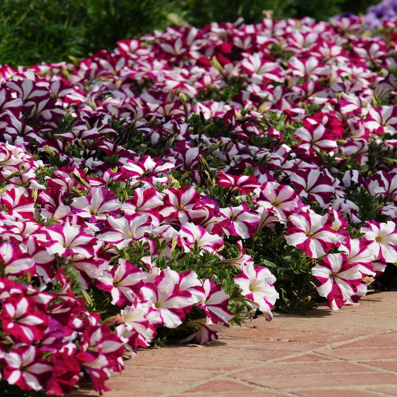 Outsidepride Petunia Multiflora Star - 500 Seeds