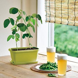 Seishin Pottery GD-93101 Enjoy Planter, Edamame Veggie