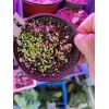 1g Red Holy Basil Seeds (2,000+seeds), กะเพราแดง