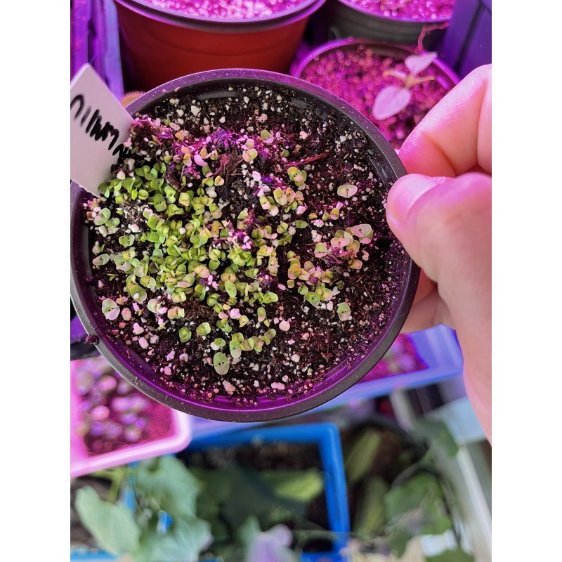 1g Red Holy Basil Seeds (2,000+seeds), กะเพราแดง