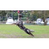 DOOG - Soft Breathable Neoprene Padded Adjustable Dog Collar Available