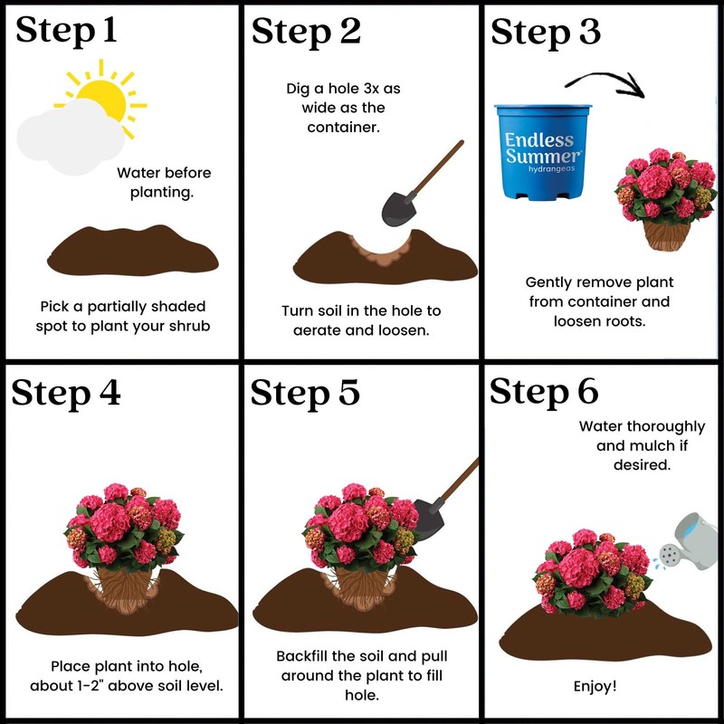 1 Gallon Endless Summer Hydrangea Summer Crush Shrub