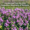 Wild Bliss Organic Wild Thyme Tea - Caffeine Free Respiratory
